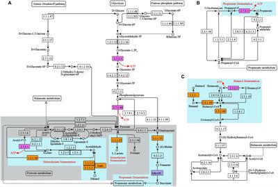 Dietary Energy Level Promotes Rumen Microbial Protein Synthesis by Improving the Energy Productivity of the Ruminal Microbiome